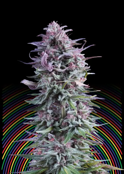Hypno Zkittlez by Hypno Seeds, Photoperiod cannabis strain