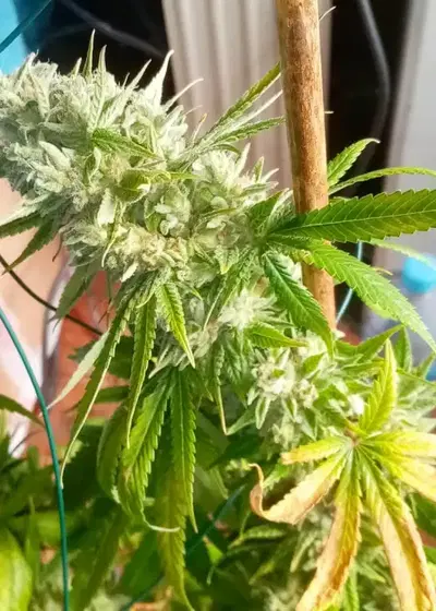 Ibiza Farmers by Super Strains, Photoperiod cannabis strain