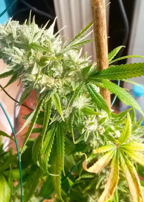 Ibiza Farmers by Super Strains, Photoperiod cannabis strain