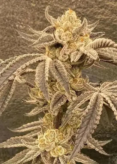 Ice 101 by Roc Bud Inc Genetics, Photoperiod cannabis strain