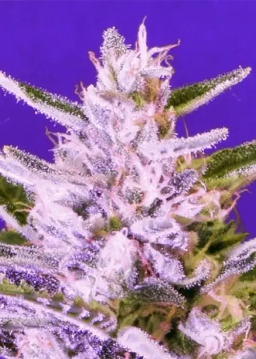 Ice Bomb by Bomb Seeds, Photoperiod cannabis strain