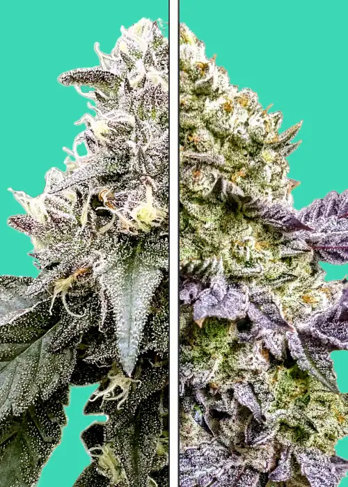 Ice Cream Cake x Red Velvet by Nupeddler, Photoperiod cannabis strain