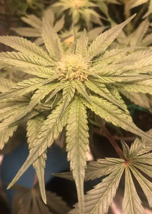 Ice Cream Punch by Greenpoint Seeds, Photoperiod cannabis strain