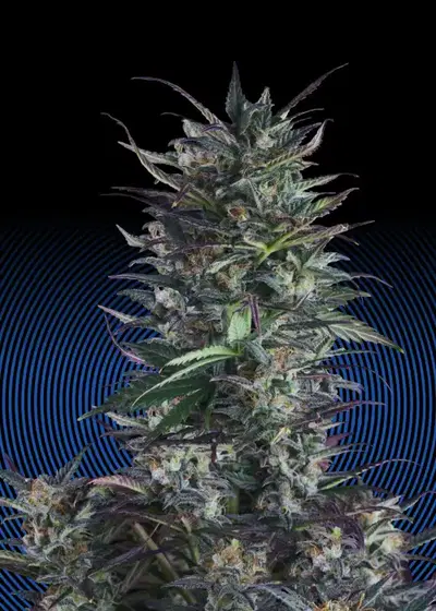 Ice Eyes Auto by Hypno Seeds, Autoflower cannabis strain