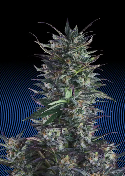 Ice Eyes Auto by Hypno Seeds, Autoflower cannabis strain