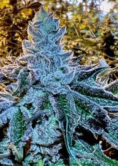 Ice Gushers by Nasha Genetics, Photoperiod cannabis strain