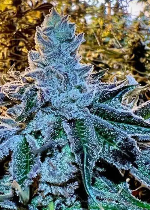 Ice Gushers by Nasha Genetics, Photoperiod cannabis strain
