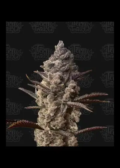 Ice Kreme Cake by Terp Treez Co., Photoperiod cannabis strain