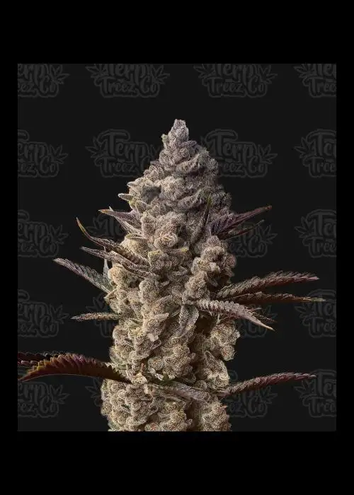 Ice Kreme Cake by Terp Treez Co., Photoperiod cannabis strain