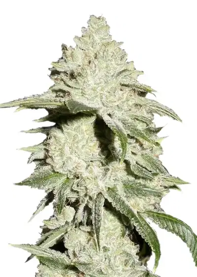 ICE by Nirvana, Photoperiod cannabis strain