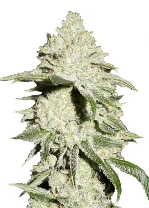 ICE by Nirvana, Photoperiod cannabis strain