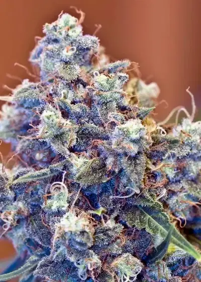 ICED Grapefruit by Female Seeds, Photoperiod cannabis strain
