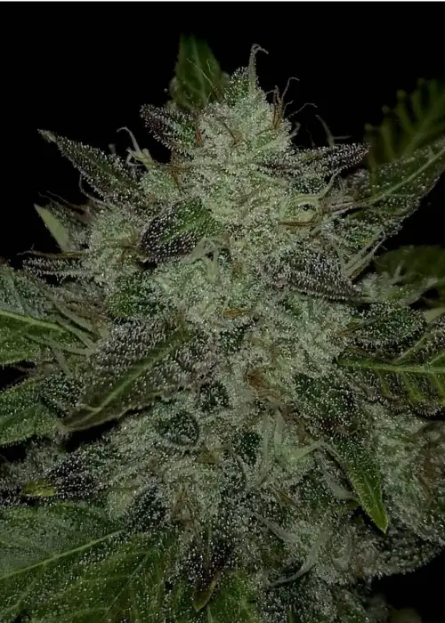 Iced Gushers Auto by Roc Bud Inc Genetics, Autoflower cannabis strain
