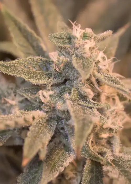 Iced Latte by Speedrun Seeds, Autoflower cannabis strain