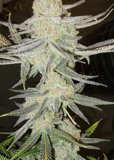 Iced Wildberry by Robin Hood Seeds, Photoperiod cannabis strain