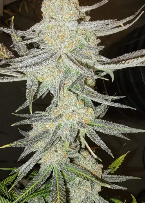 Iced Wildberry by Robin Hood Seeds, Photoperiod cannabis strain