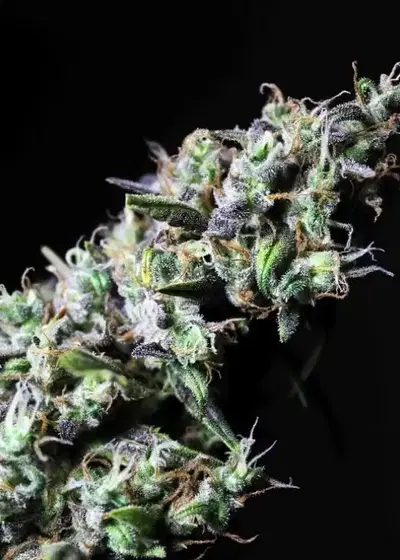 Icer by R-Kiem Seeds, Photoperiod cannabis strain