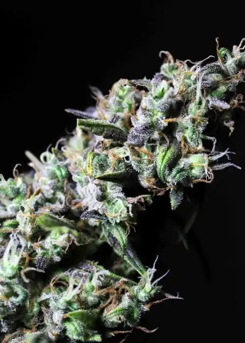 Icer by R-Kiem Seeds, Photoperiod cannabis strain