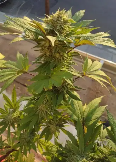 Ignite by Jinxproof Genetics, Photoperiod cannabis strain
