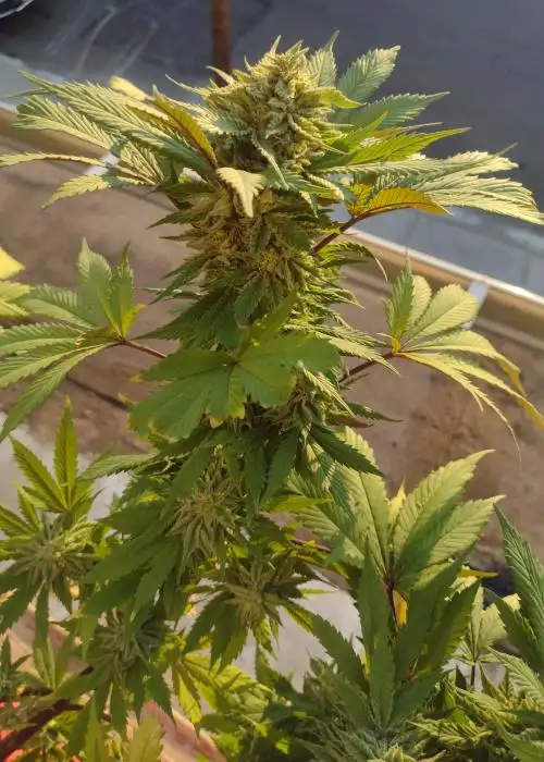 Ignite by Jinxproof Genetics, Photoperiod cannabis strain