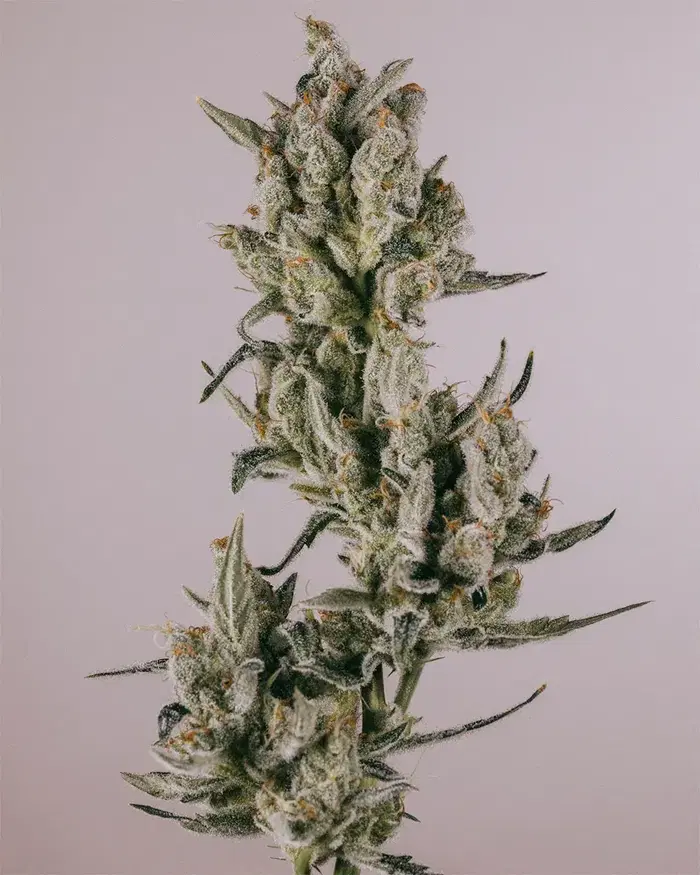Zkittlez by ILGM, Photoperiod cannabis strain