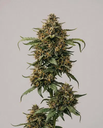 Zookies cannabis strain