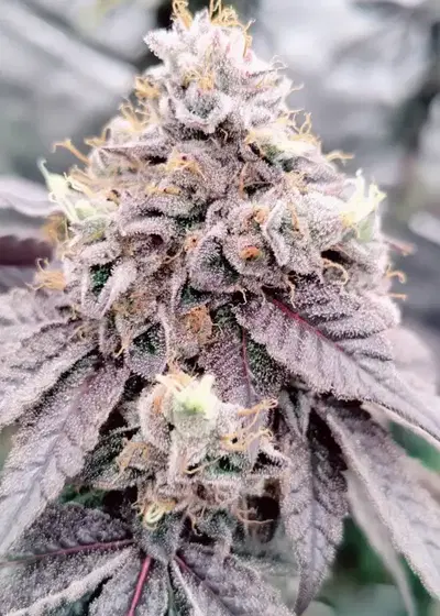 In Z Air by Perfect Tree, Photoperiod cannabis strain