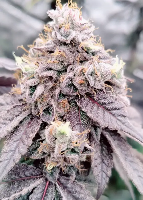 In Z Air by Perfect Tree, Photoperiod cannabis strain