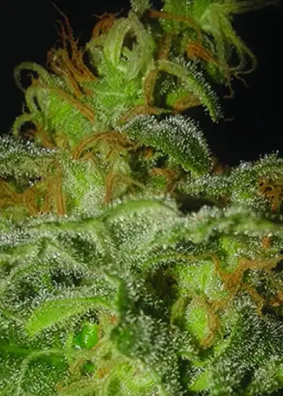 Incredible Bulk Auto by Dr. Krippling, Autoflower cannabis strain