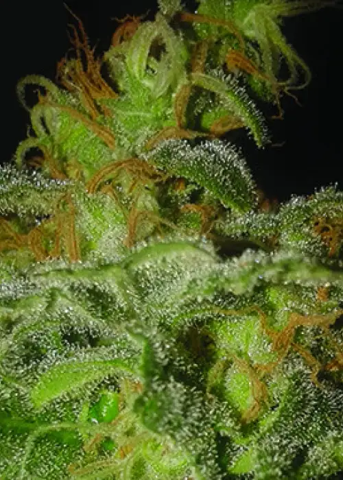 Incredible Bulk Auto by Dr. Krippling, Autoflower cannabis strain