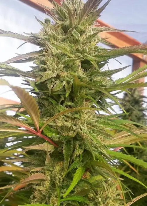 Incredible Power by SinCity Seeds, Photoperiod cannabis strain