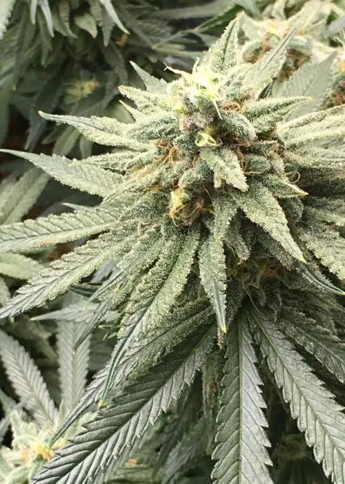 Inda-Couch by Jinxproof Genetics, Photoperiod cannabis strain