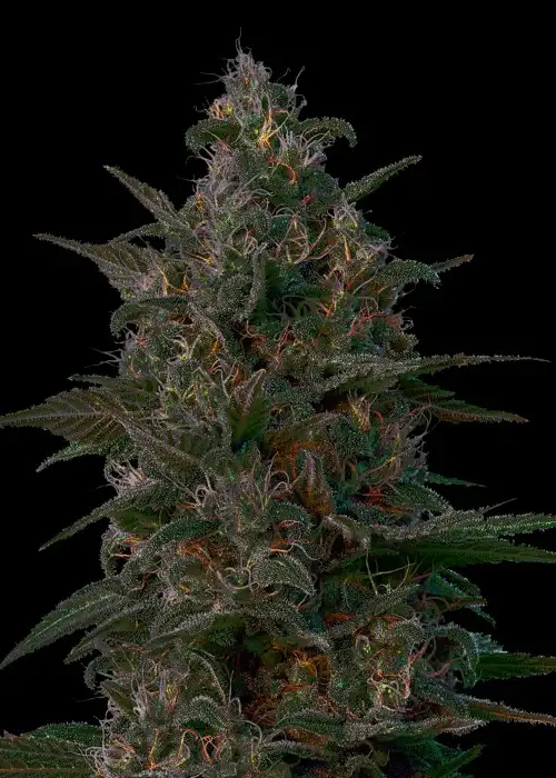 Indian Kush by VIP Seeds, Photoperiod cannabis strain