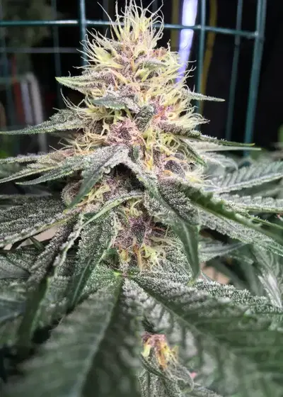 Indigo Child Bx1 by Mass Medical Strains, Photoperiod cannabis strain