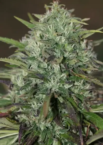 Insomnia by Apex Seeds, Photoperiod cannabis strain
