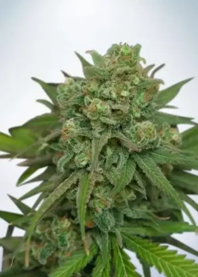 Instakush by Ministry of Cannabis, Photoperiod cannabis strain