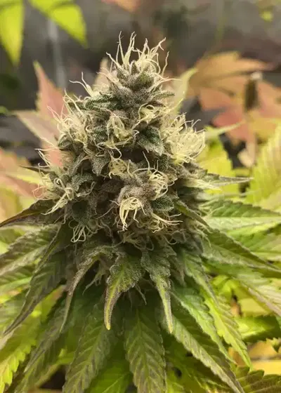 Ipanema Kush by Eureka Seed Org, Photoperiod cannabis strain