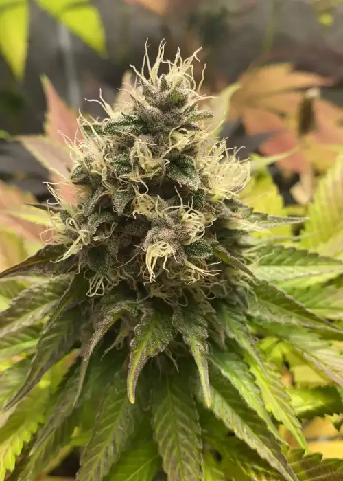 Ipanema Kush by Eureka Seed Org, Photoperiod cannabis strain