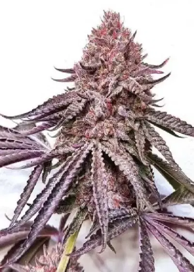 IPanema by BlackFarm Genetix, Photoperiod cannabis strain