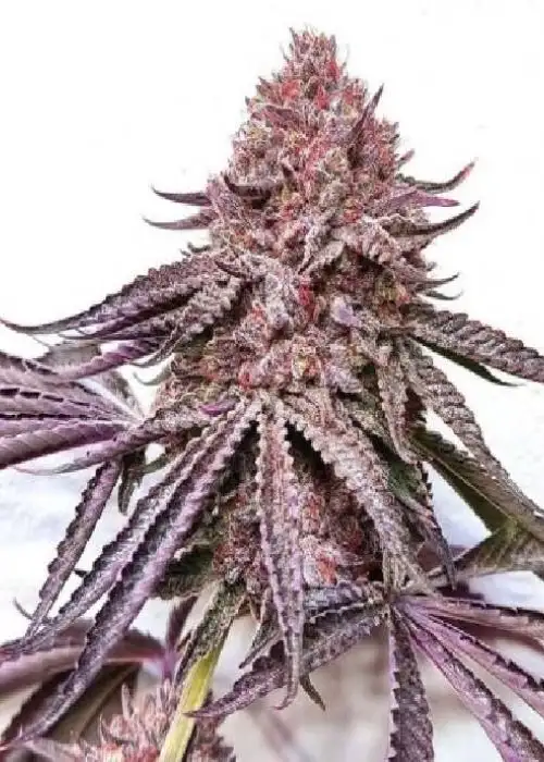 IPanema by BlackFarm Genetix, Photoperiod cannabis strain