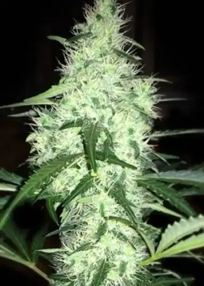 Irie by French Touch Seeds, Photoperiod cannabis strain