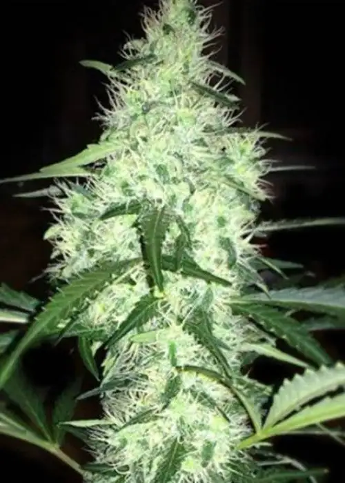 Irie by French Touch Seeds, Photoperiod cannabis strain