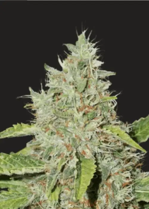 Iron Lady Autoflower by President Seeds, Autoflower cannabis strain