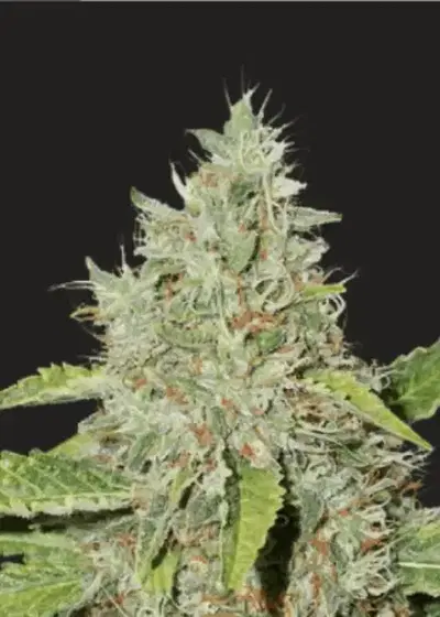 Iron Lady by President Seeds, Photoperiod cannabis strain
