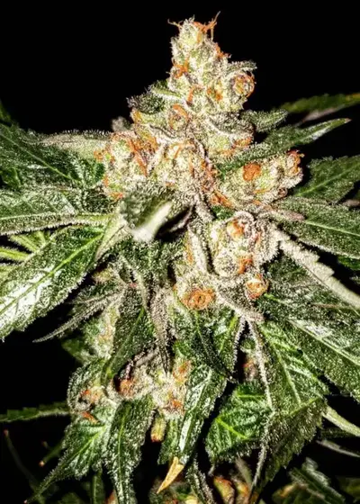 Island G by Oni Seed co., Photoperiod cannabis strain