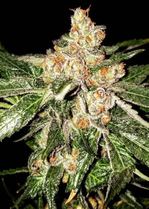 Island G by Oni Seed co., Photoperiod cannabis strain