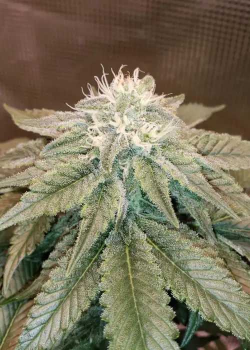Island Punch Auto by The Cali Connection, Autoflower cannabis strain