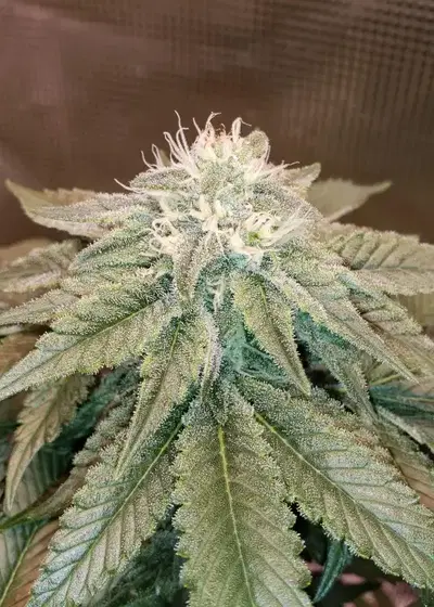 Island Punch by The Cali Connection, Photoperiod cannabis strain