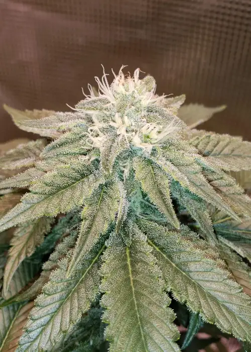 Island Punch by The Cali Connection, Photoperiod cannabis strain
