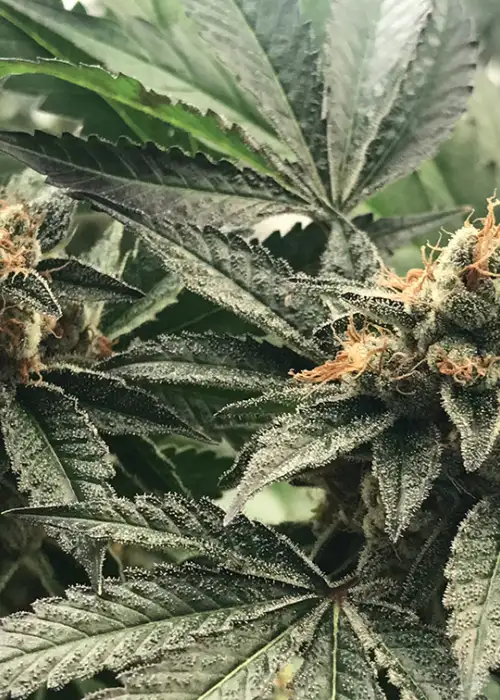 Jabba OG by The Bank Genetics, Photoperiod cannabis strain